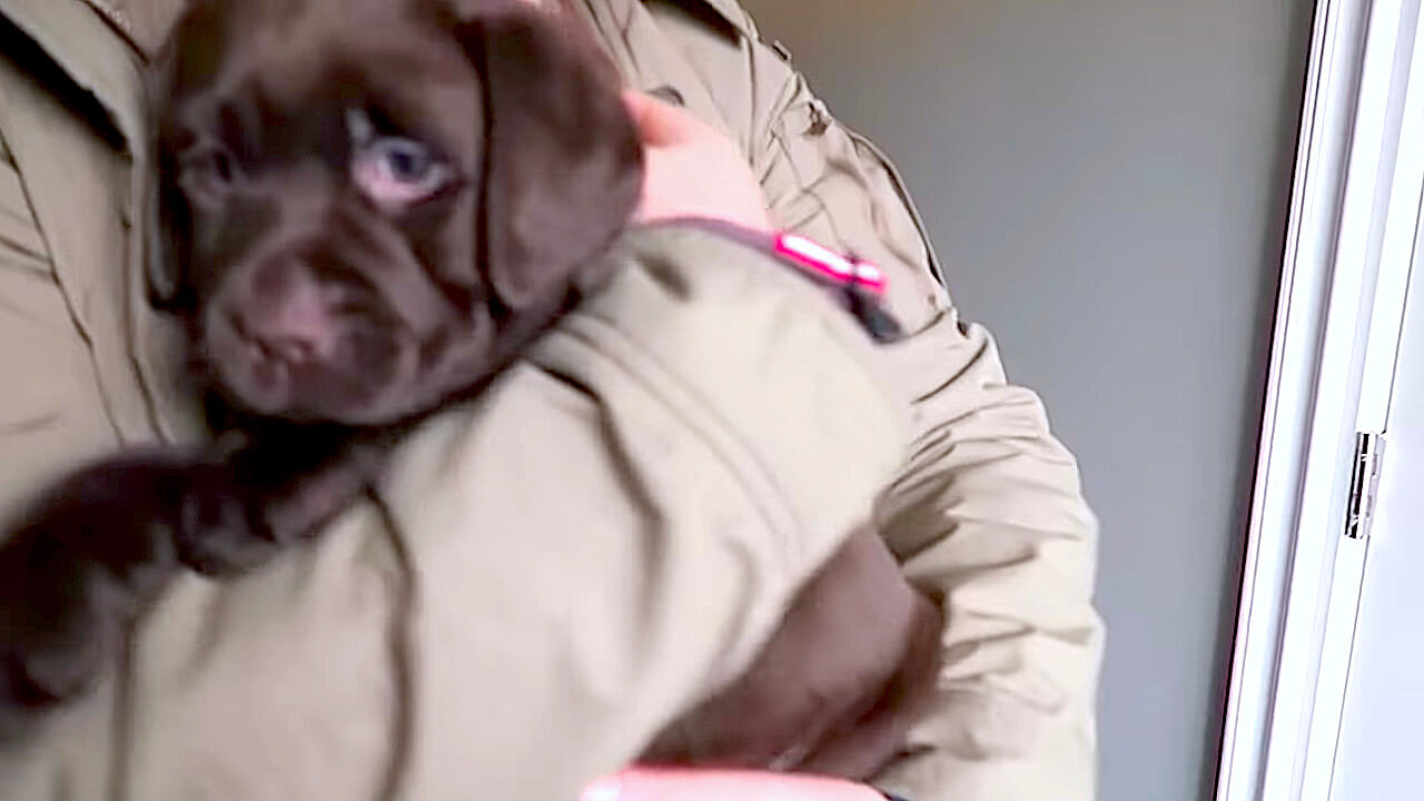 ラブラドールレトリーバー,動画