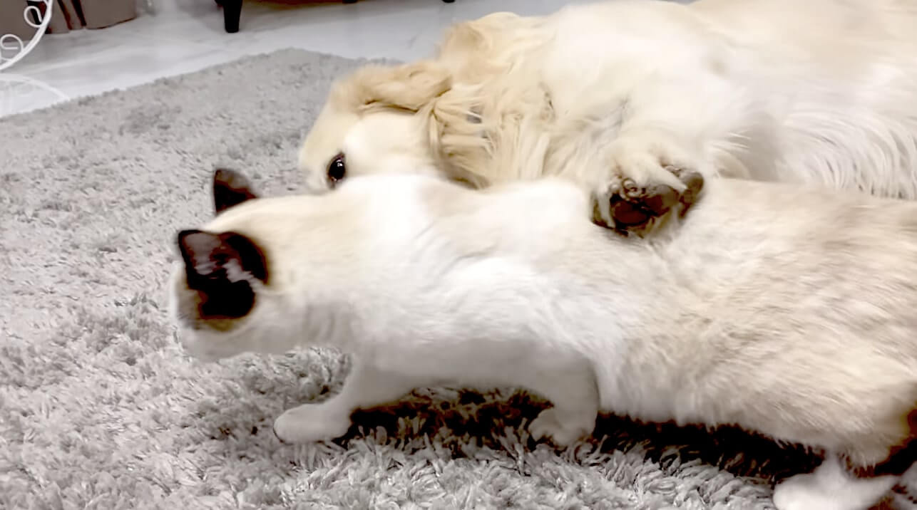 ゴールデンレトリーバー,動画