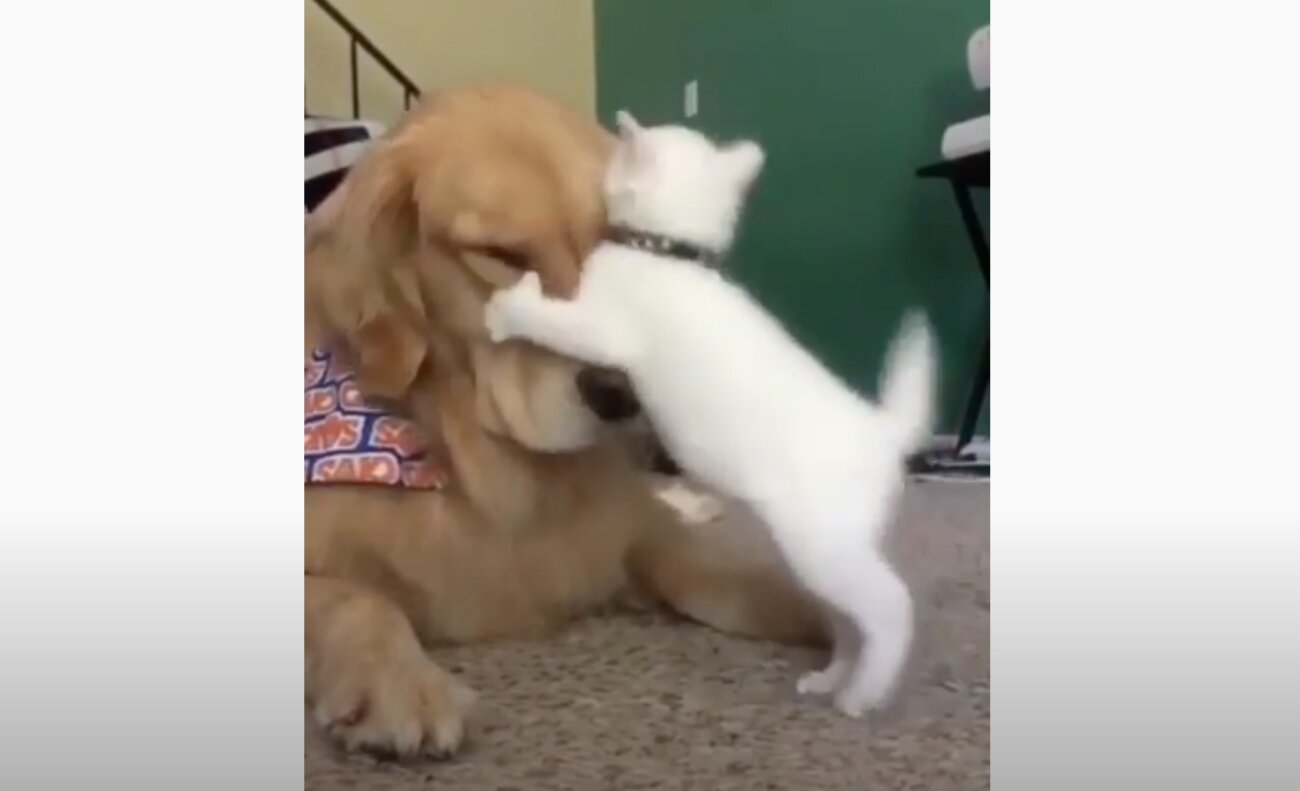 ゴールデンレトリーバー,動画