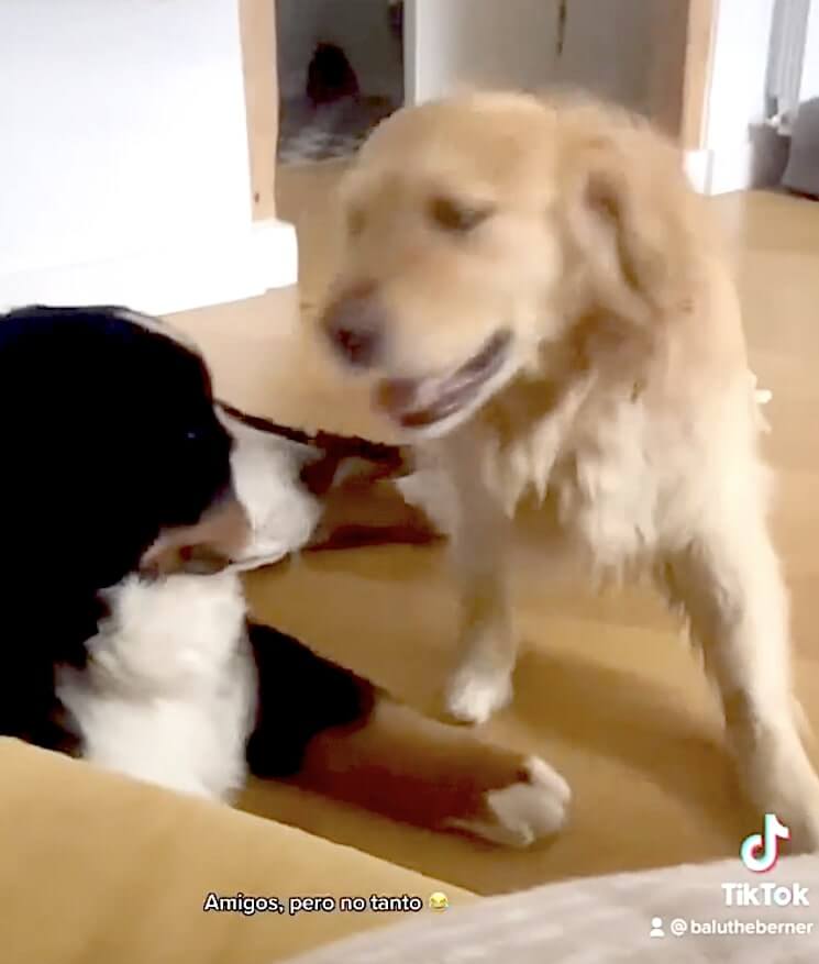 ゴールデンレトリーバー,動画