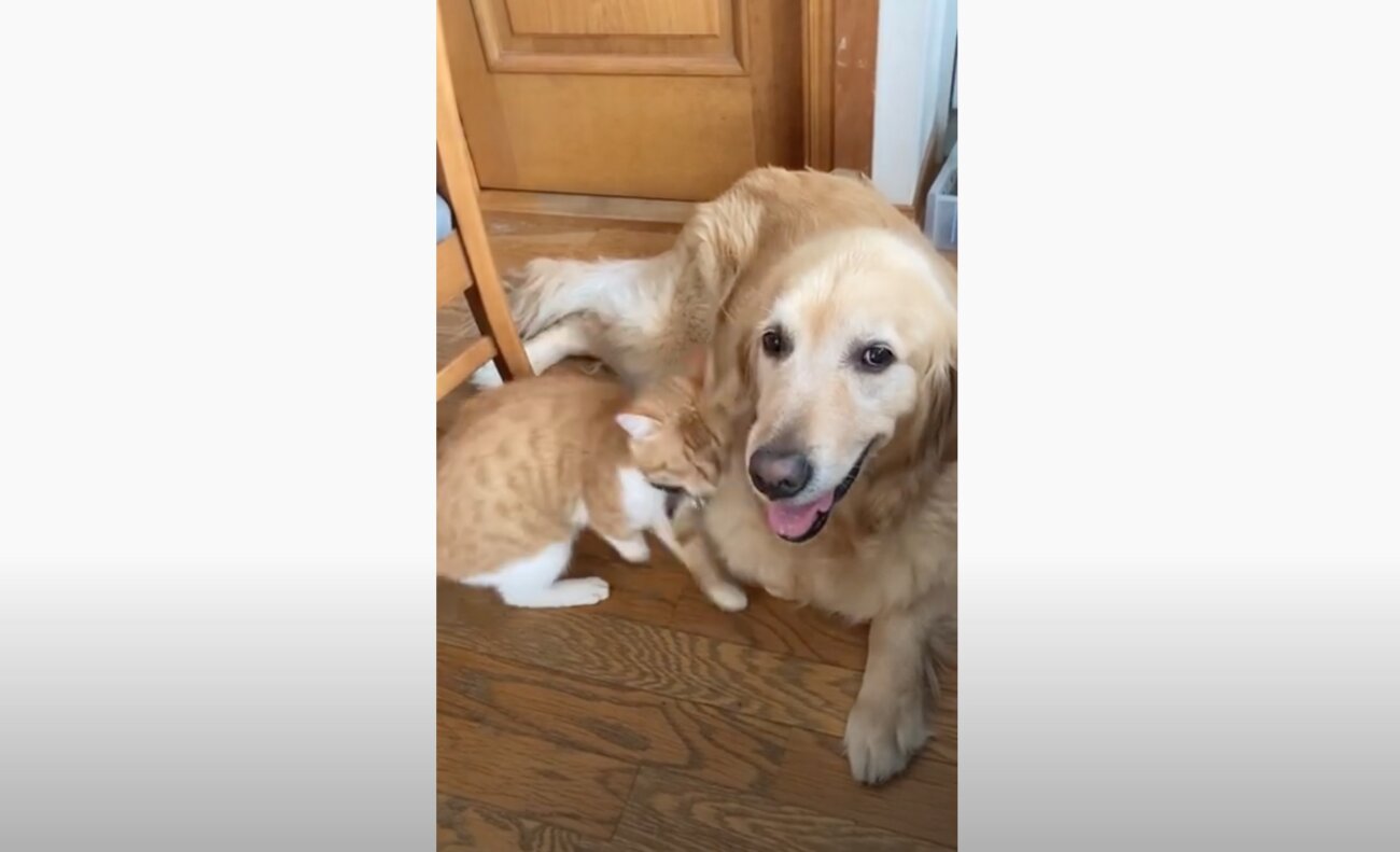 ゴールデンレトリーバー,動画