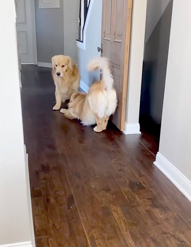 ゴールデンレトリーバー,動画