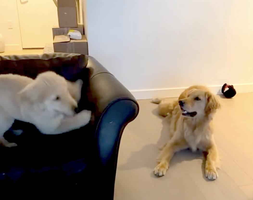 ゴールデンレトリーバー,動画