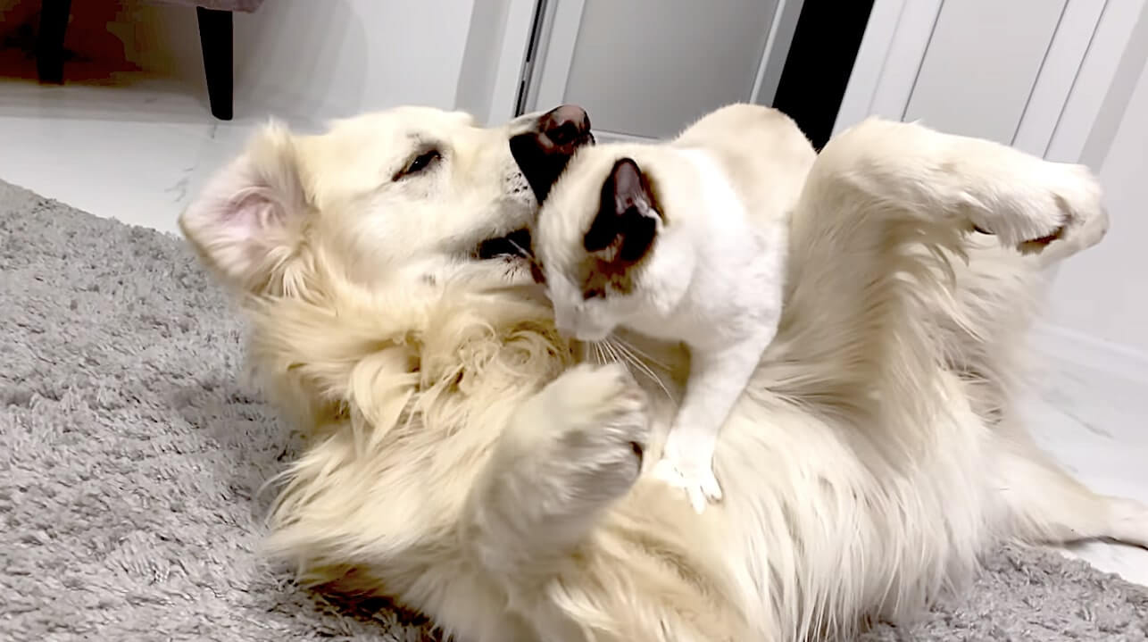 ゴールデンレトリーバー,動画