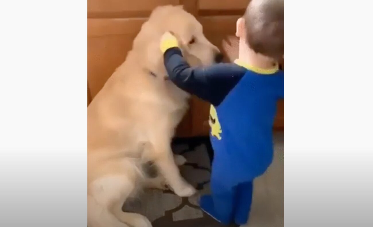 ゴールデンレトリーバー,動画