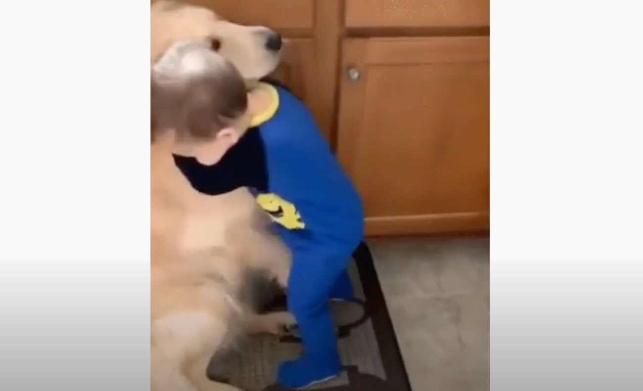 ゴールデンレトリーバー,動画