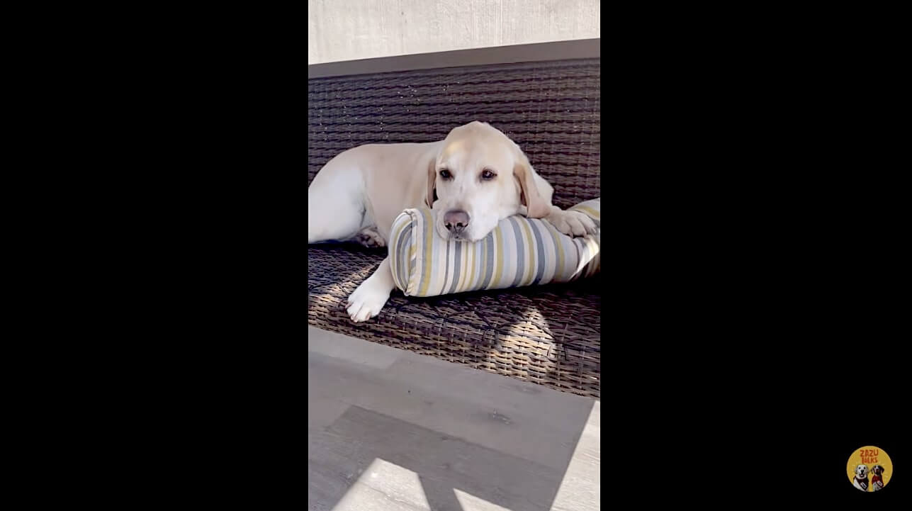 ラブラドールレトリーバー,動画