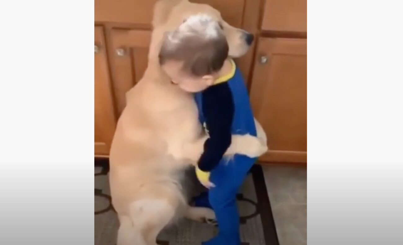 ゴールデンレトリーバー,動画