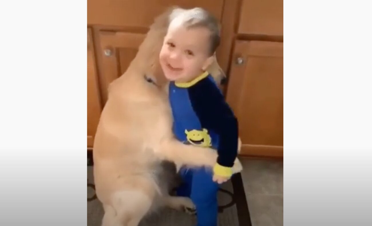 ゴールデンレトリーバー,動画