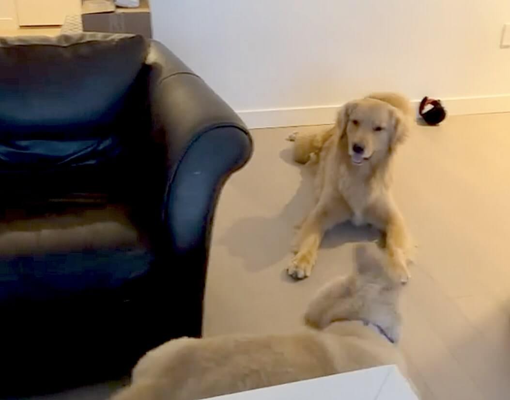 ゴールデンレトリーバー,動画