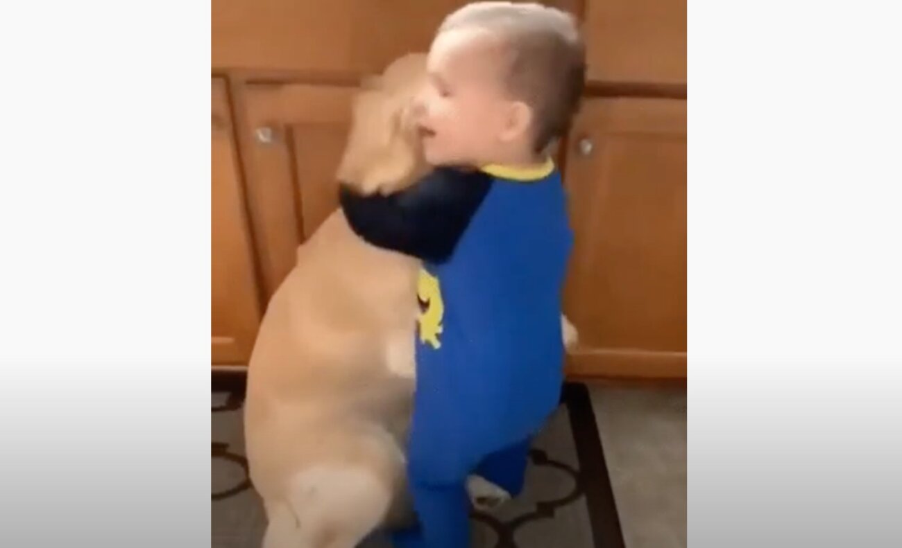 ゴールデンレトリーバー,動画