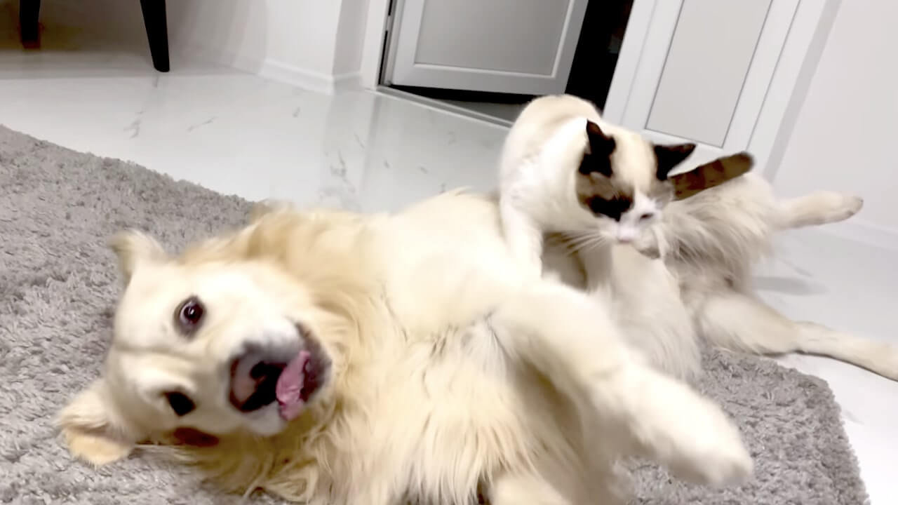 ゴールデンレトリーバー,動画