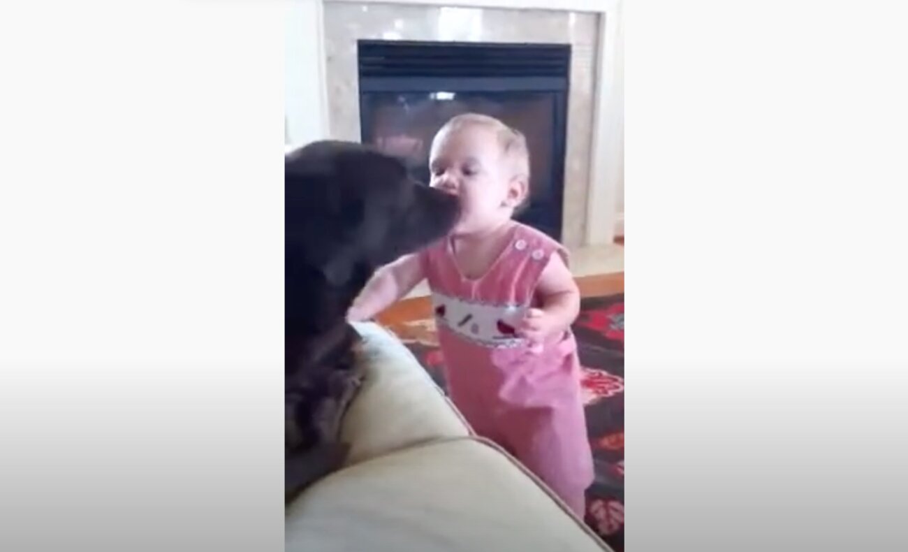 ラブラドールレトリーバー,動画