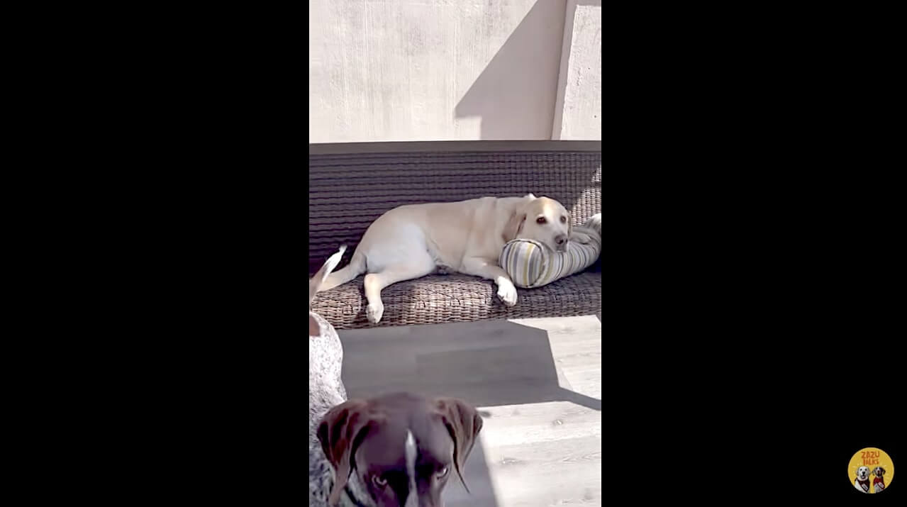 ラブラドールレトリーバー,動画