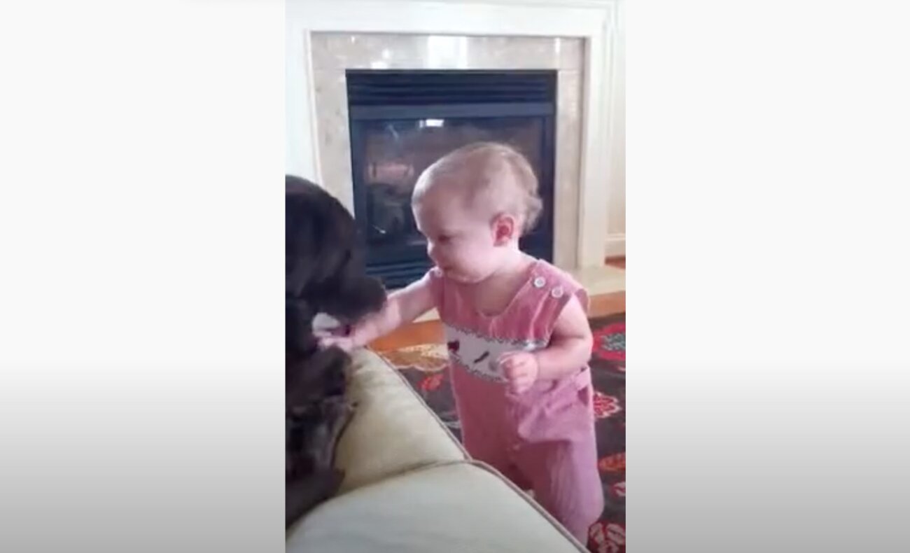 ラブラドールレトリーバー,動画