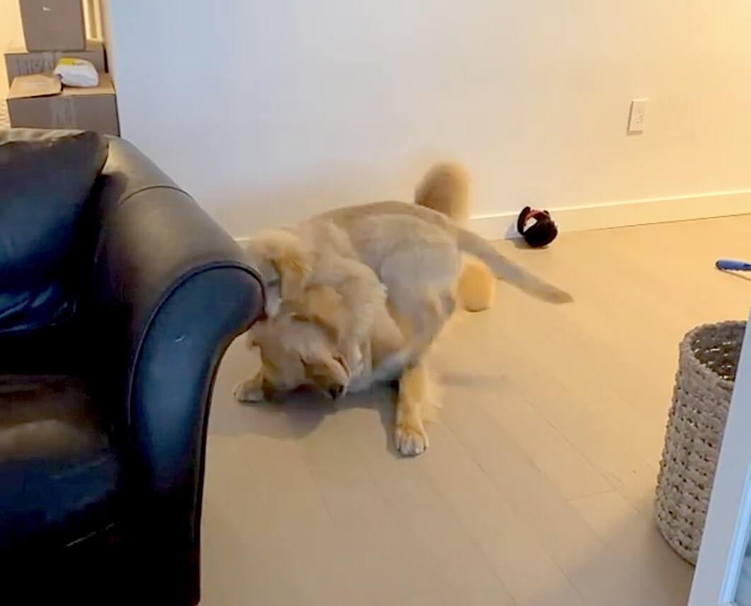 ゴールデンレトリーバー,動画