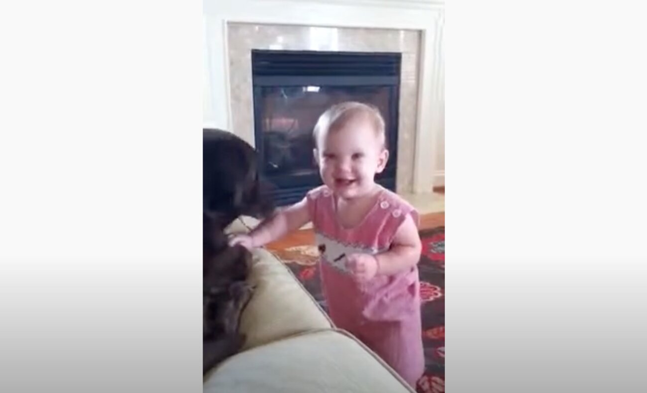 ラブラドールレトリーバー,動画