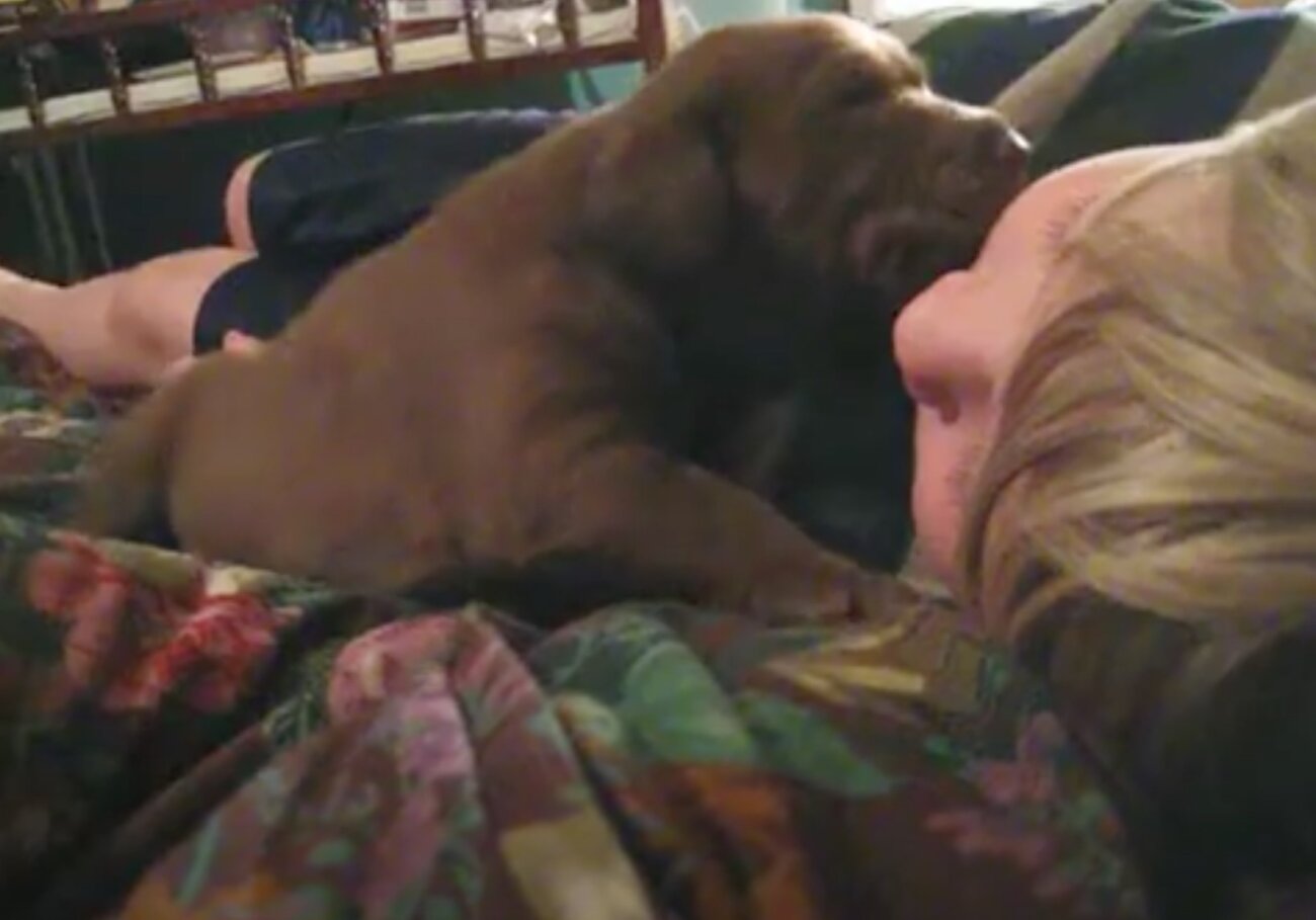 ラブラドールレトリーバー,動画