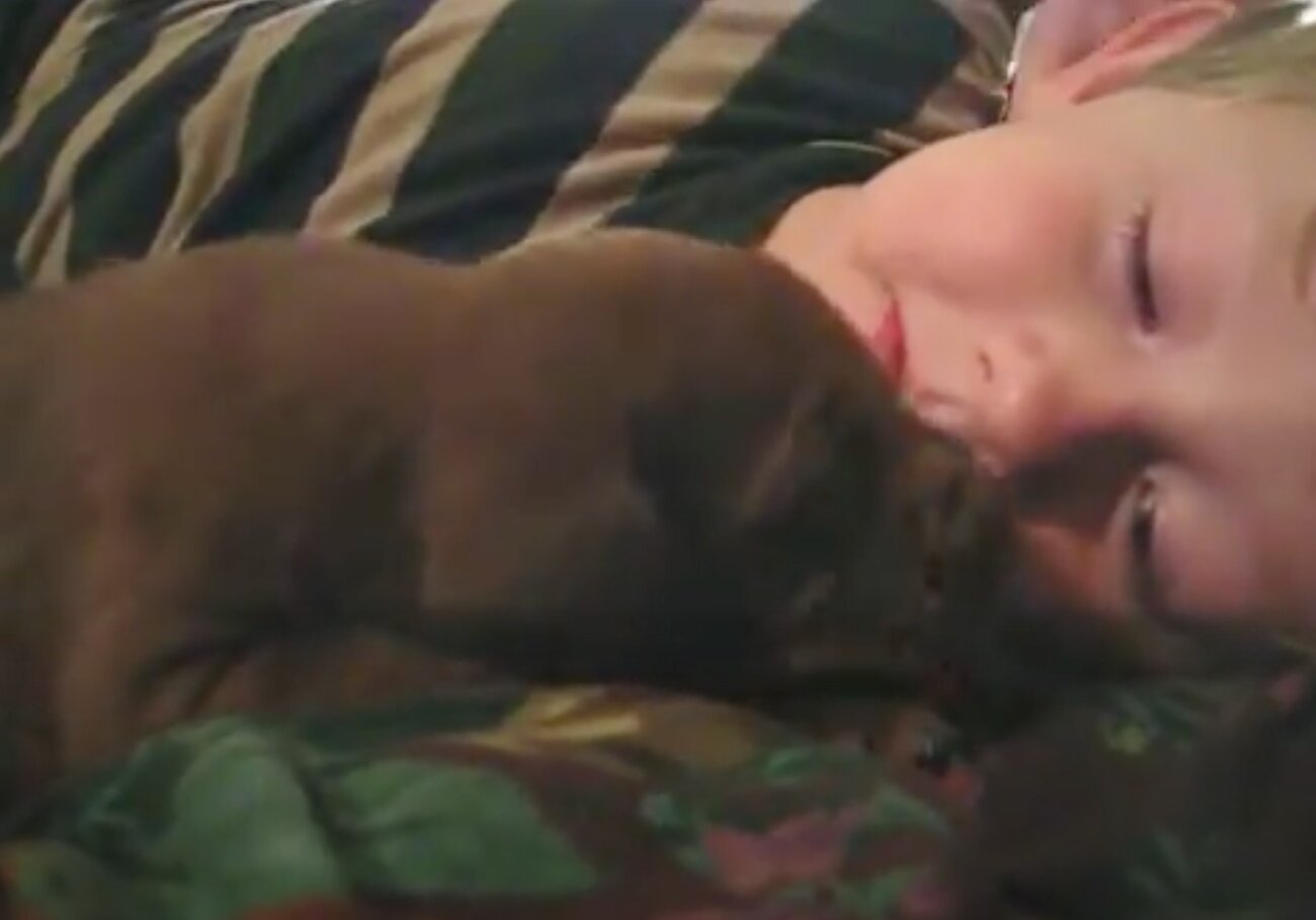 ラブラドールレトリーバー,動画