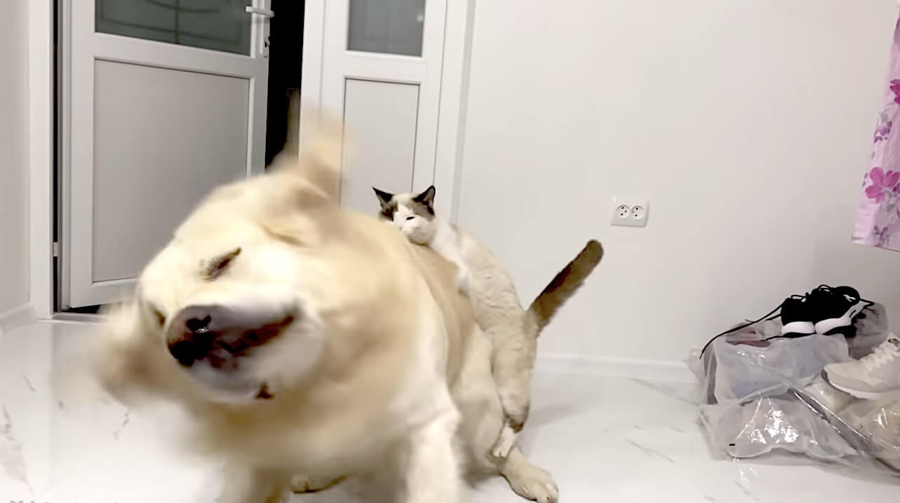 ゴールデンレトリーバー,動画