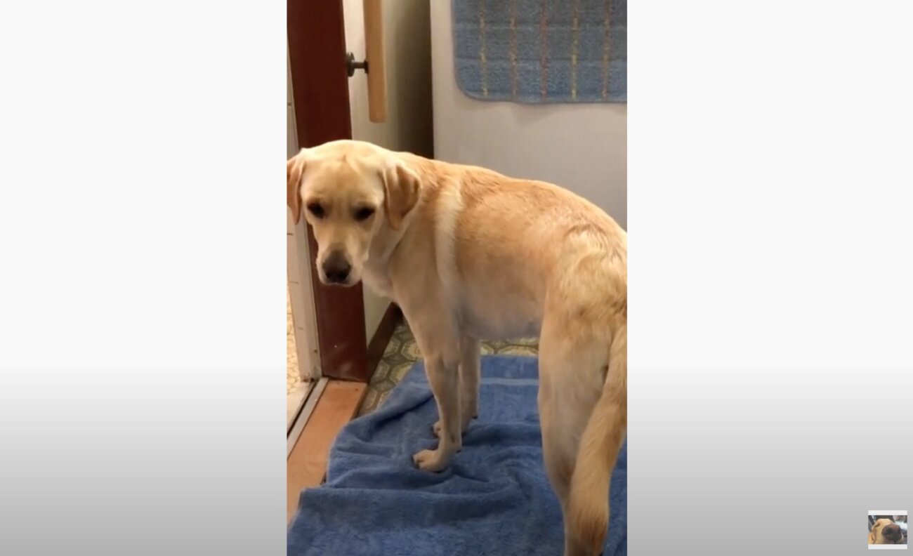 ラブラドールレトリーバー,動画