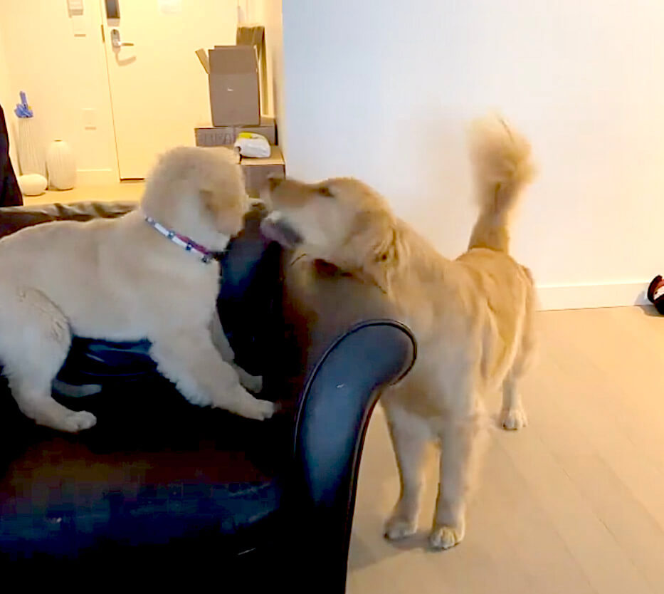 ゴールデンレトリーバー,動画