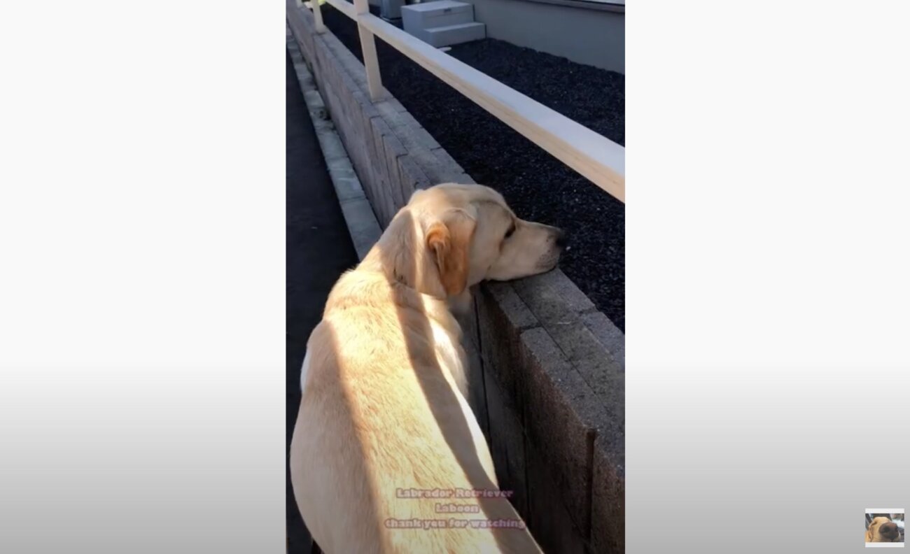 ラブラドールレトリーバー,動画