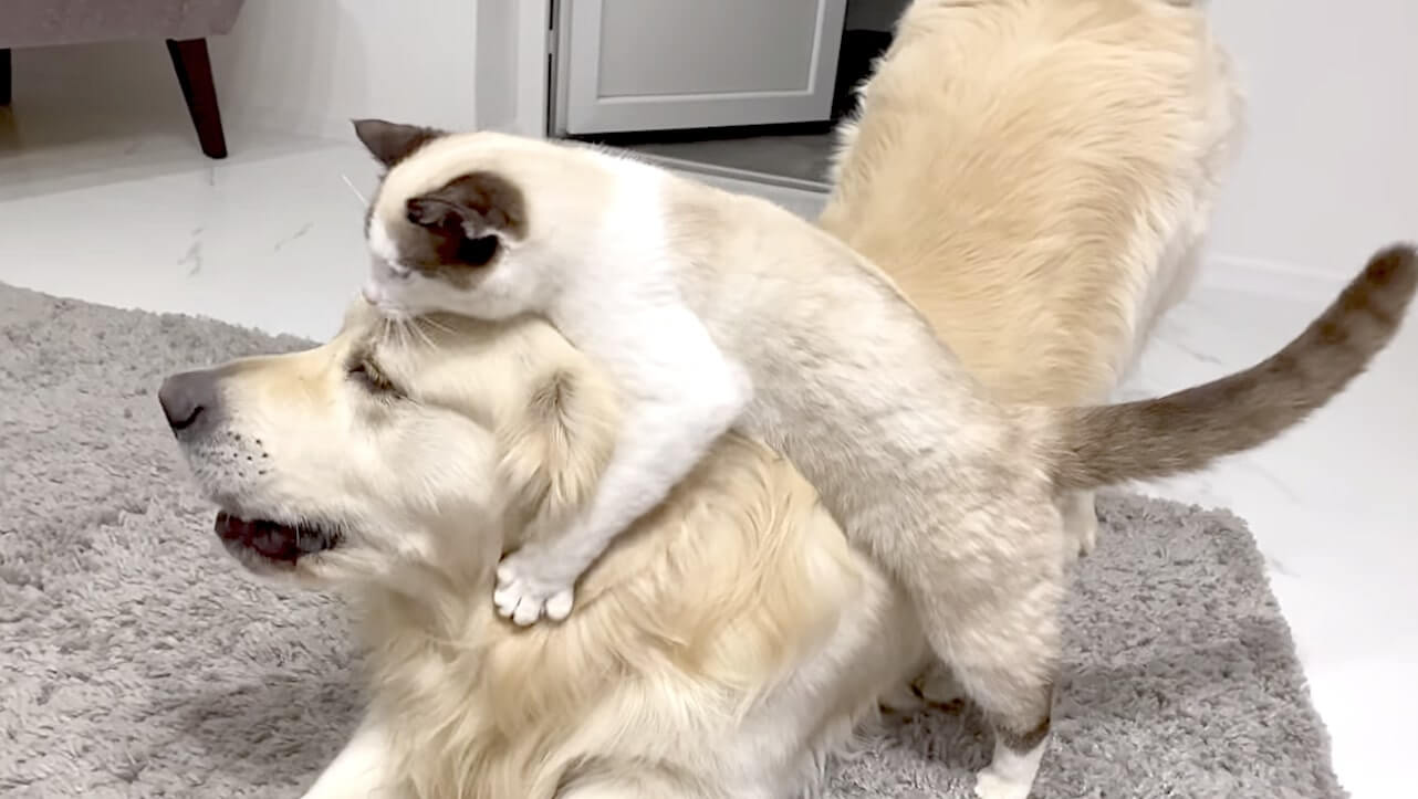 ゴールデンレトリーバー,動画