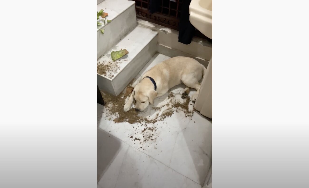 ラブラドールレトリーバー,動画