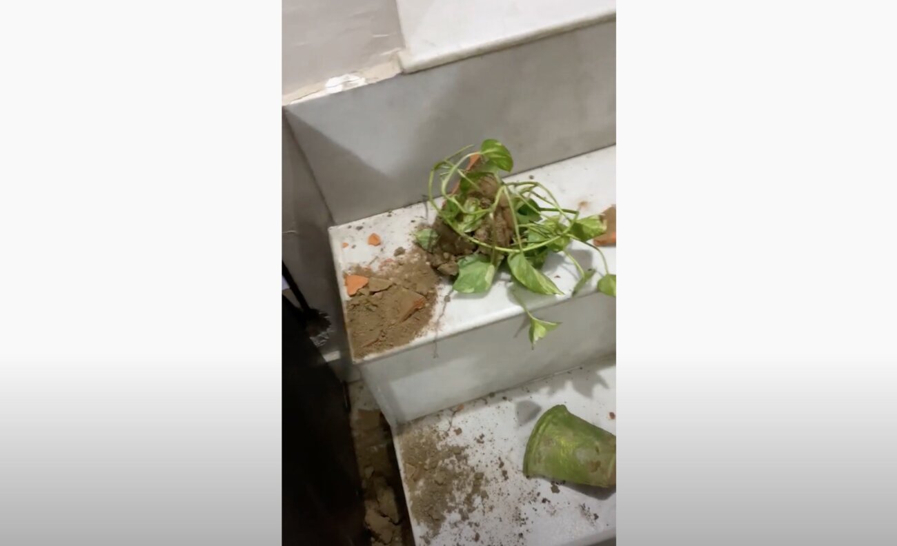 ラブラドールレトリーバー,動画