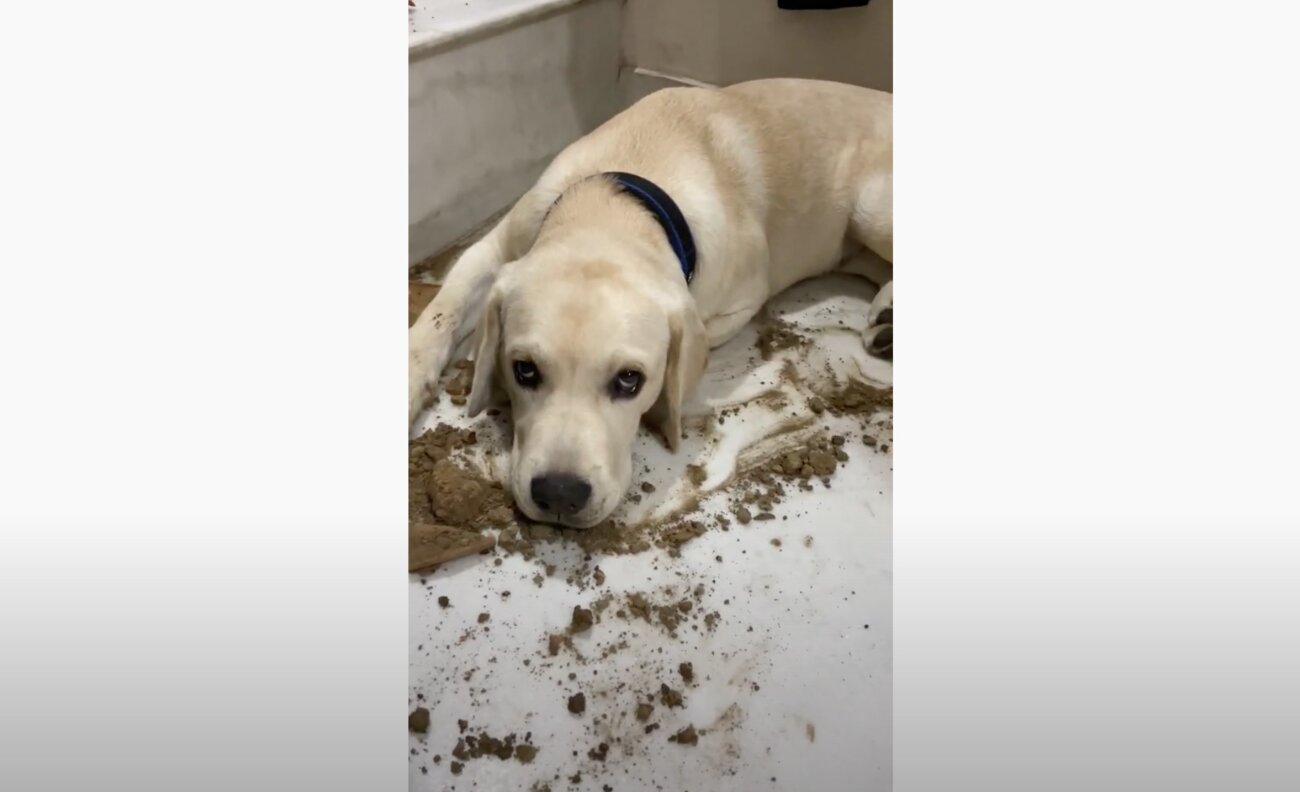 ラブラドールレトリーバー,動画