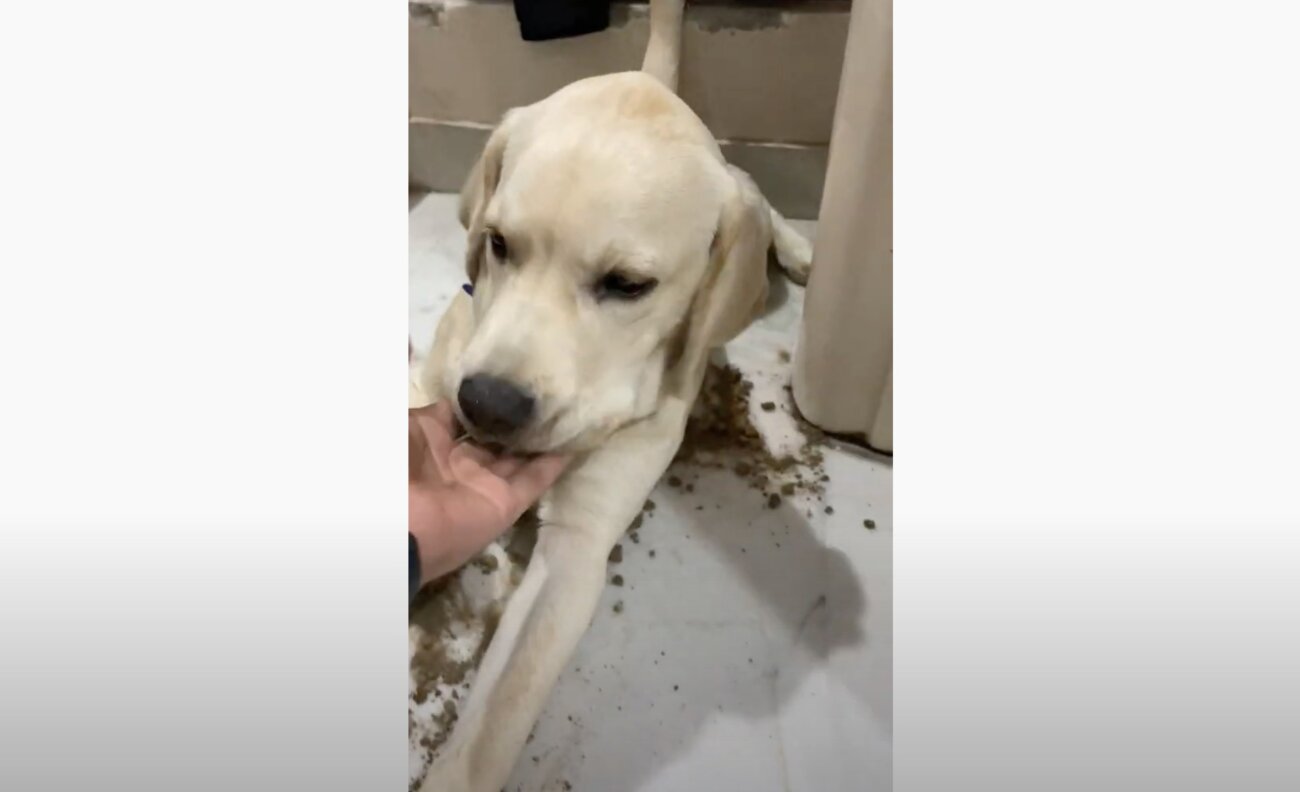 ラブラドールレトリーバー,動画