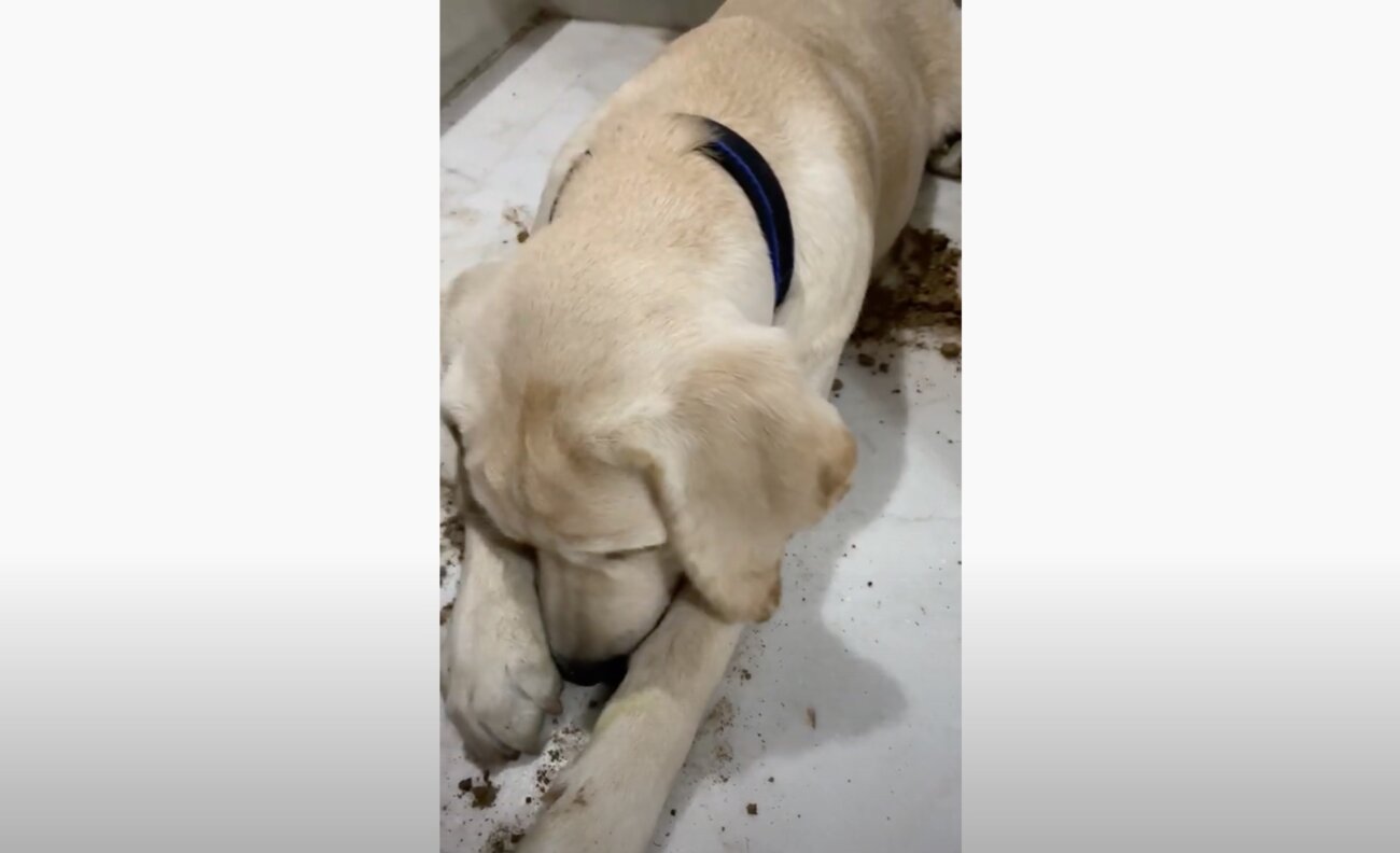 ラブラドールレトリーバー,動画