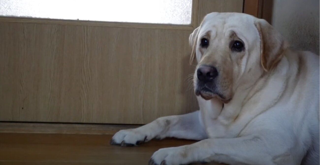 ラブラドールレトリーバー,動画