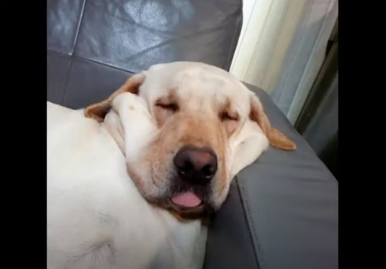 ラブラドールレトリーバー,動画