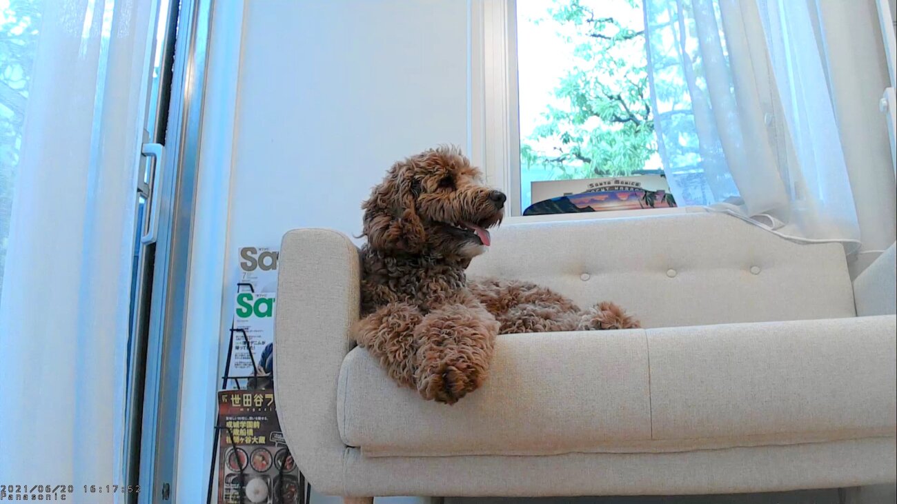 レトリーバー,パナソニック,hdペットカメラ