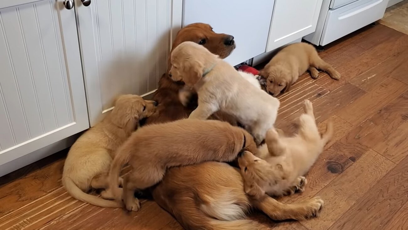 ゴールデンレトリーバー,動画