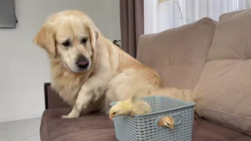 ゴールデンレトリーバー,動画