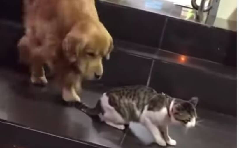 ゴールデンレトリーバー,動画