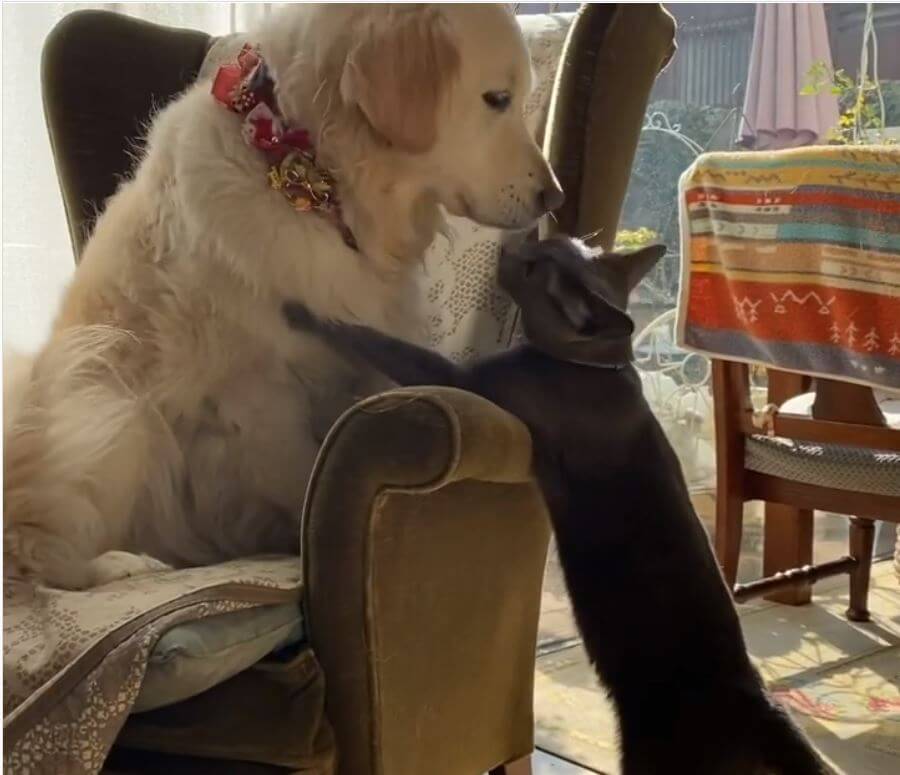 ゴールデンレトリーバー,動画