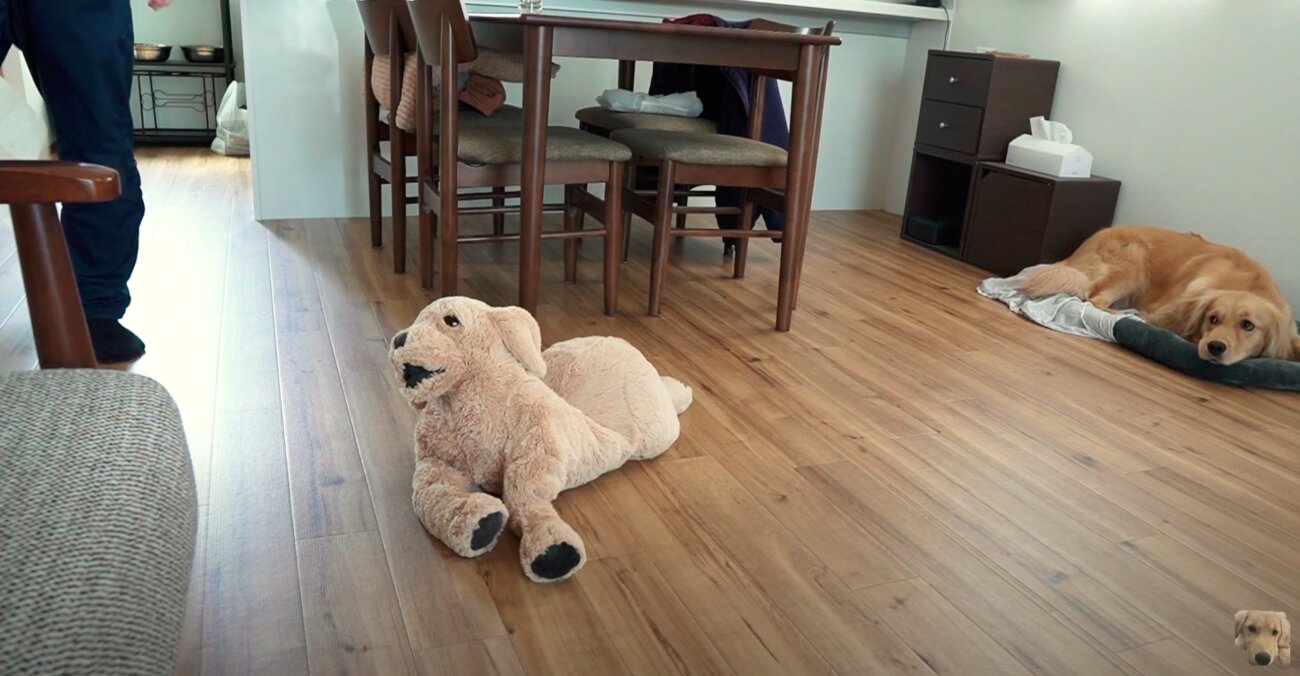 ゴールデンレトリーバー,動画