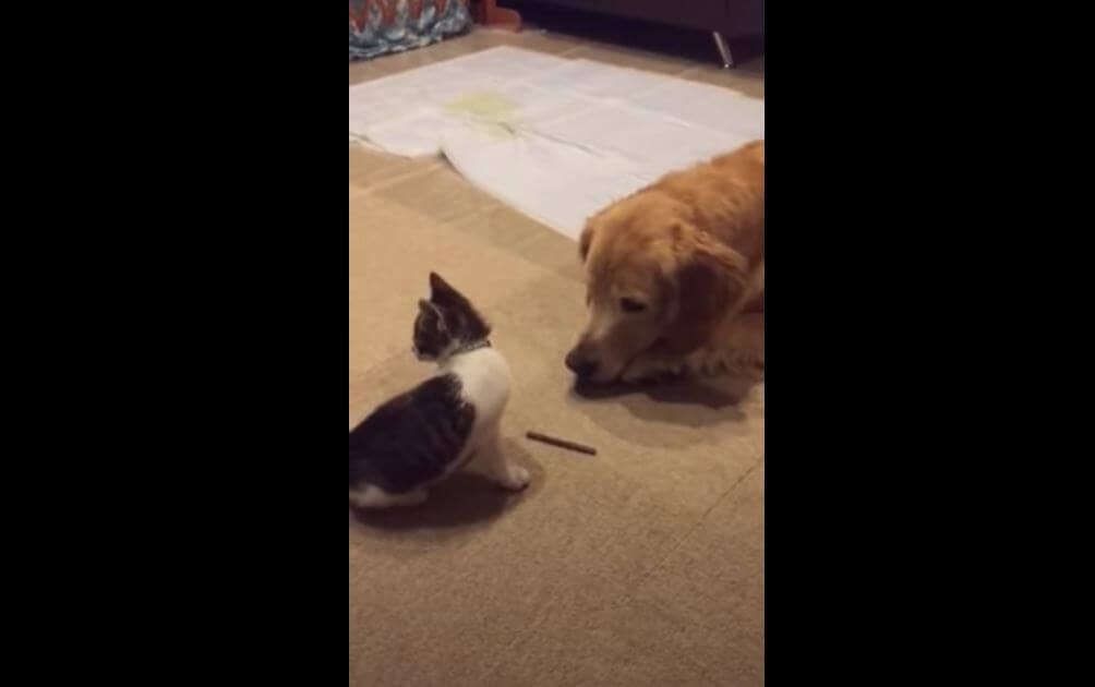 ゴールデンレトリーバー,動画