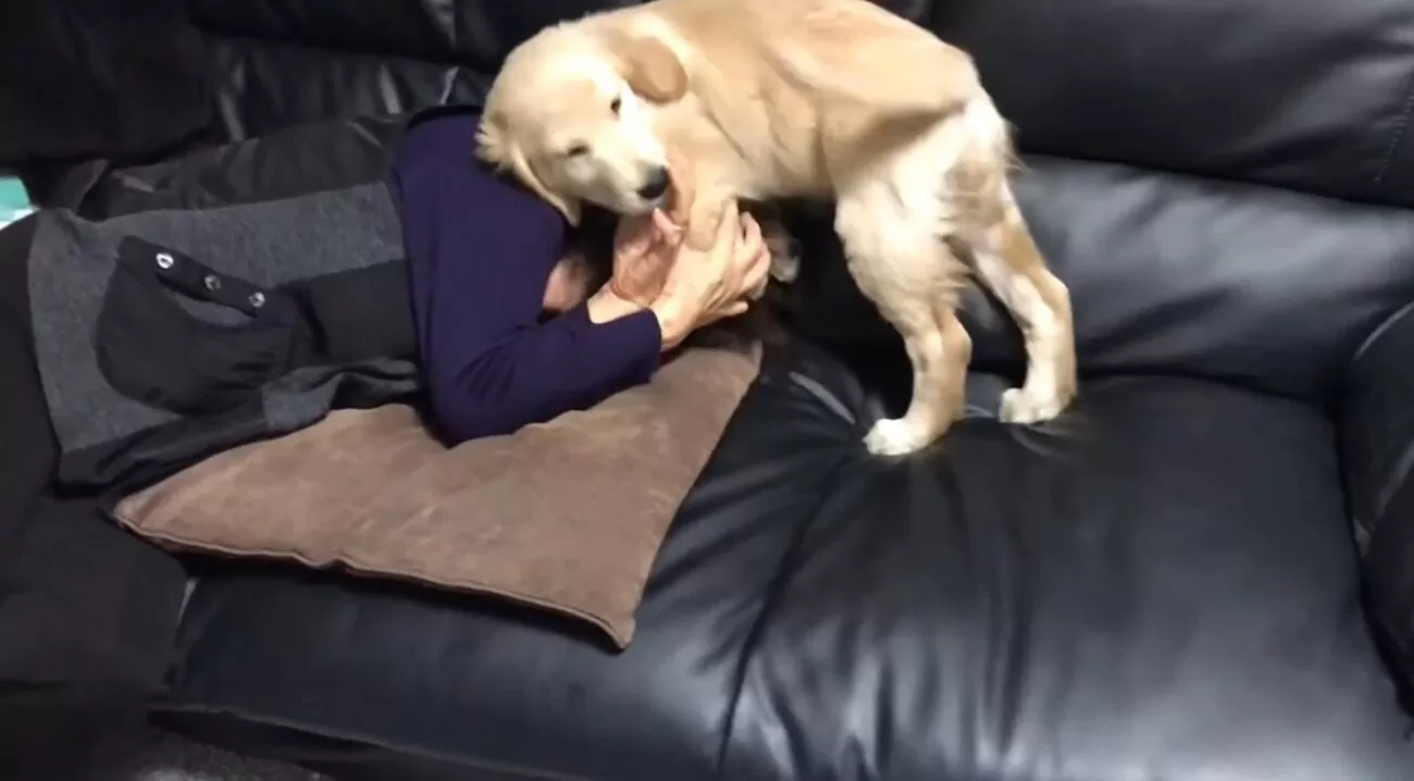 ゴールデンレトリーバー,動画