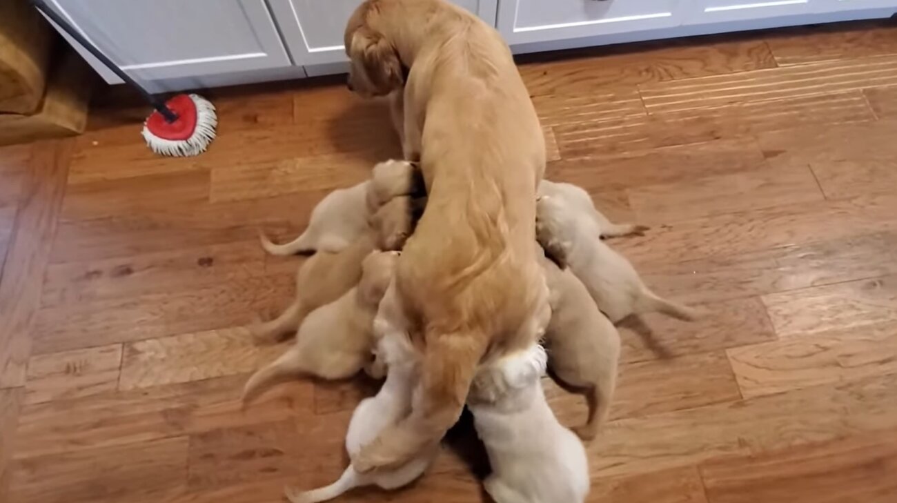 ゴールデンレトリーバー,動画