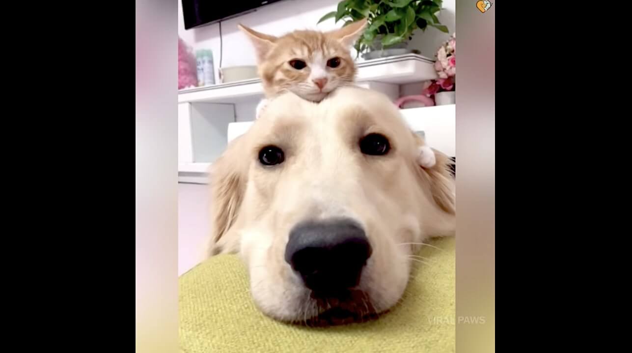 ゴールデンレトリーバー,動画