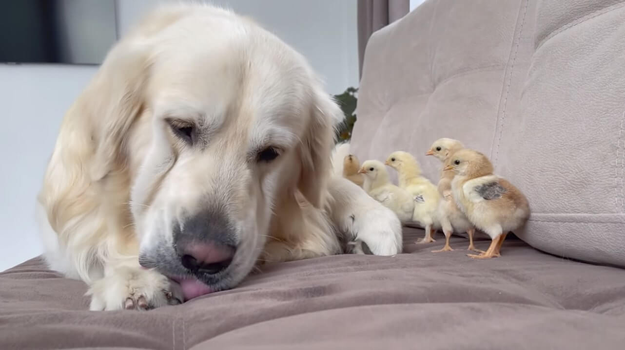 ゴールデンレトリーバー,動画