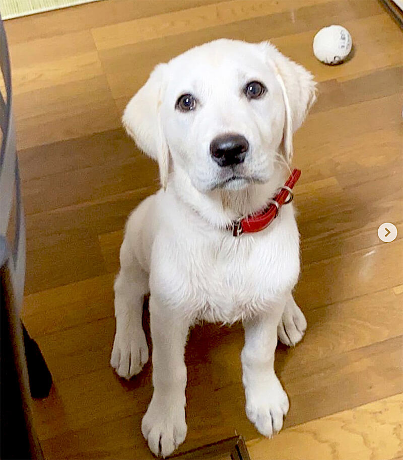 ラブラドールレトリーバー,動画