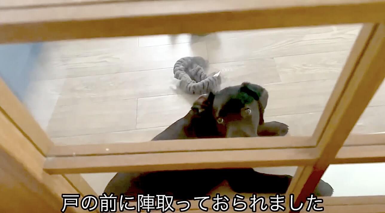 ラブラドールレトリーバー,動画