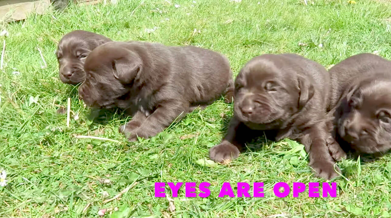 ラブラドールレトリーバー,動画