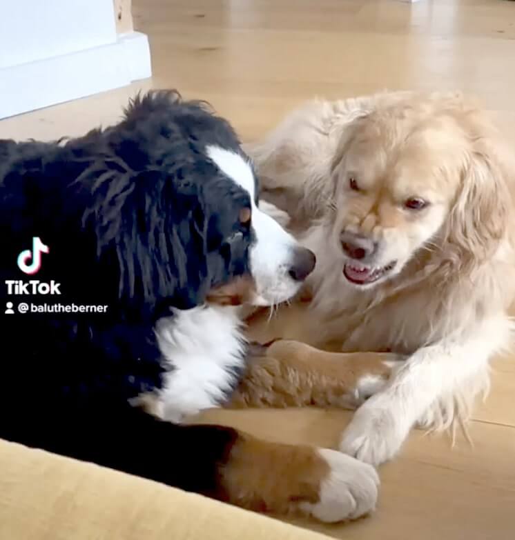 ゴールデンレトリーバー,動画